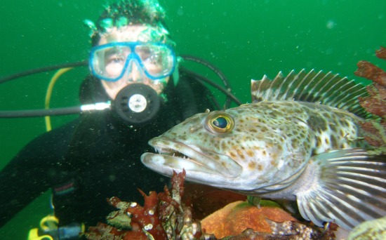 lingcod and diver